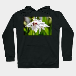 Peacock orchid flowers Hoodie